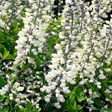 Baptisia alba geen maat specificatie 0,55L/P9cm - afbeelding 1