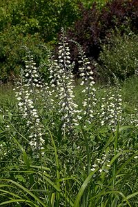 Baptisia alba geen maat specificatie 0,55L/P9cm - afbeelding 2