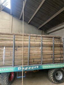 Bamboe L420 dia 28/30 - - afbeelding 2