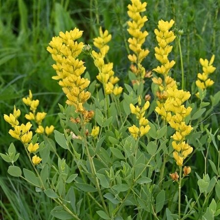 Baptisia sphaerocarpa geen maat specificatie 0,55L/P9cm