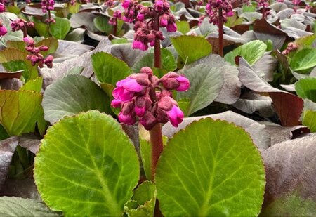 Bergenia 'Bressingham Ruby' geen maat specificatie 0,55L/P9cm - afbeelding 5