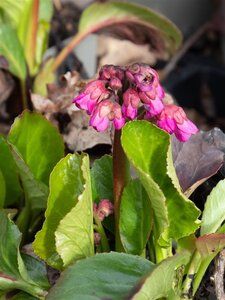 Bergenia 'Bressingham Ruby' geen maat specificatie 0,55L/P9cm - afbeelding 6