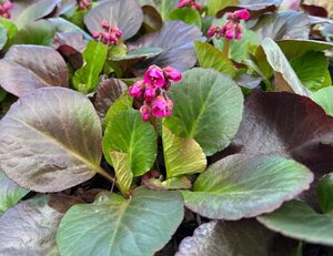 Bergenia 'Bressingham Ruby' geen maat specificatie 0,55L/P9cm - afbeelding 7