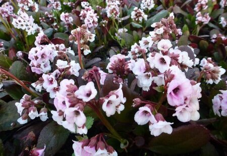 Bergenia 'Jelle' geen maat specificatie 0,55L/P9cm - afbeelding 2