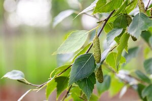 Betula p. 'Fastigiata' 8-10 cm wortelgoed geveerd