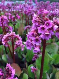 Bergenia cordifolia 'Purpurea' geen maat specificatie 0,55L/P9cm - afbeelding 1