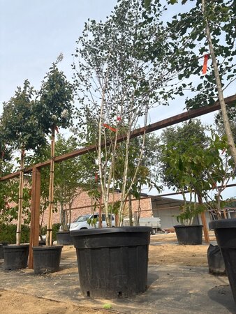 Betula utilis jacquemontii (= Doorenbos) 250-300 cm cont. 150L meerstammig - afbeelding 4