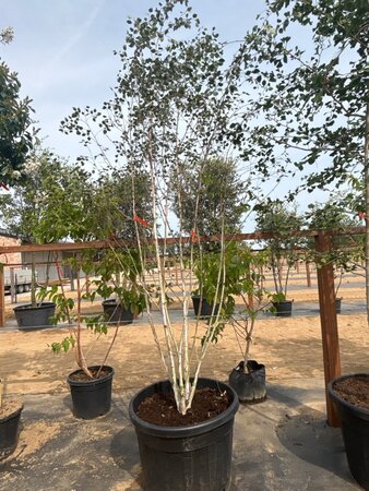 Betula utilis jacquemontii (= Doorenbos) 250-300 cm cont. 150L meerstammig - afbeelding 5
