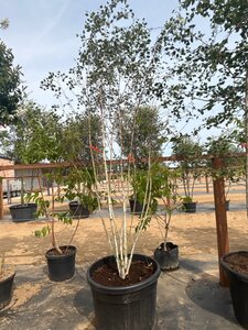 Betula utilis jacquemontii (= Doorenbos) 250-300 cm cont. 150L meerstammig - afbeelding 5