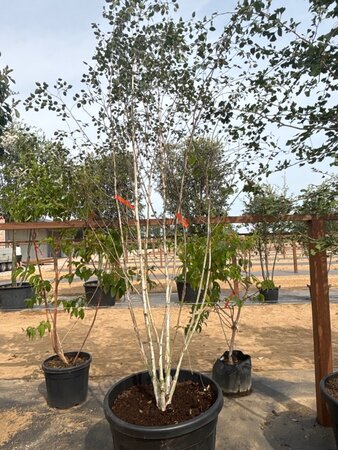 Betula utilis jacquemontii (= Doorenbos) 250-300 cm cont. 150L meerstammig - afbeelding 1