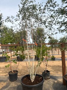 Betula utilis jacquemontii (= Doorenbos) 250-300 cm cont. 150L meerstammig - afbeelding 1