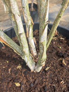 Betula utilis jacquemontii (= Doorenbos) 250-300 cm cont. 150L meerstammig - afbeelding 2