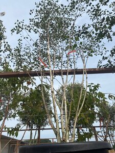 Betula utilis jacquemontii (= Doorenbos) 250-300 cm cont. 150L meerstammig - afbeelding 6
