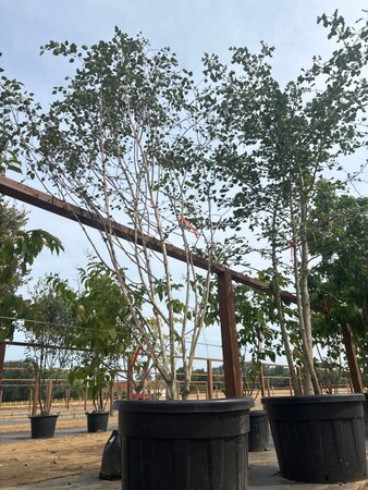 Betula utilis jacquemontii (= Doorenbos) 250-300 cm cont. 150L meerstammig - afbeelding 7