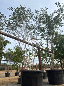 Betula utilis jacquemontii (= Doorenbos) 250-300 cm cont. 150L meerstammig - afbeelding 7