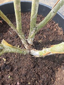 Betula utilis jacquemontii (= Doorenbos) 250-300 cm cont. 150L meerstammig - afbeelding 8