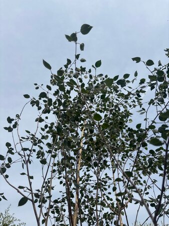 Betula utilis jacquemontii (= Doorenbos) 250-300 cm cont. 150L meerstammig - afbeelding 3