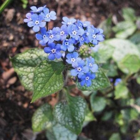 Brunnera macr. 'Alexanders Great' geen maat specificatie 0,55L/P9cm - afbeelding 4