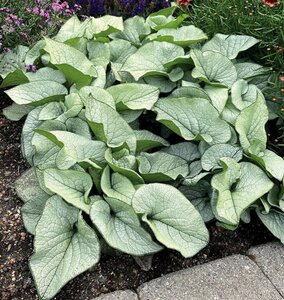 Brunnera macr. 'Alexanders Great' geen maat specificatie 0,55L/P9cm - afbeelding 5