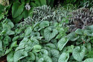 Brunnera macr. 'Alexanders Great' geen maat specificatie 0,55L/P9cm - afbeelding 2