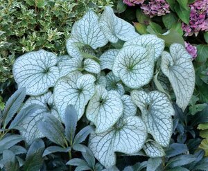 Brunnera macr. 'Alexanders Great' geen maat specificatie 0,55L/P9cm - afbeelding 3
