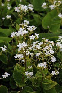 Brunnera macr. 'Betty Bowring' geen maat specificatie 0,55L/P9cm - afbeelding 2