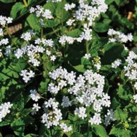 Brunnera macr. 'Betty Bowring' geen maat specificatie 0,55L/P9cm - afbeelding 4