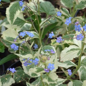 Brunnera macr. 'Dawson's White' geen maat specificatie 0,55L/P9cm