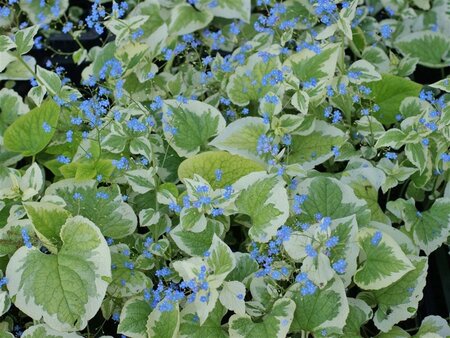 Brunnera macr. 'Dawson's White' geen maat specificatie 0,55L/P9cm - afbeelding 2