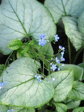 Brunnera macr. 'Looking Glass' geen maat specificatie 0,55L/P9cm - afbeelding 1