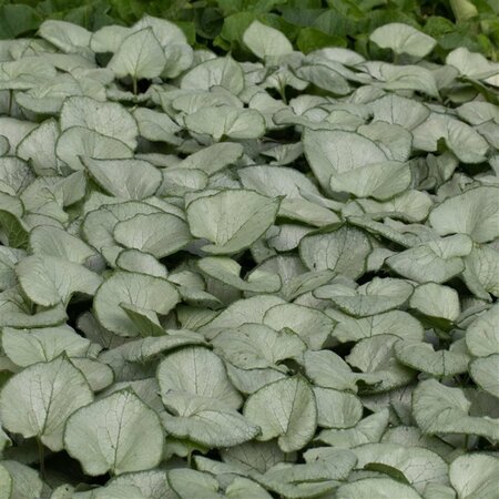 Brunnera macr. 'Looking Glass' geen maat specificatie 0,55L/P9cm - afbeelding 2