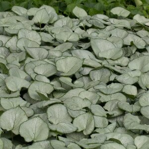 Brunnera macr. 'Looking Glass' geen maat specificatie 0,55L/P9cm - afbeelding 2