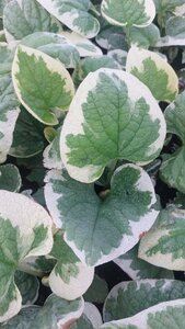 Brunnera macr. 'Variegata' geen maat specificatie 0,55L/P9cm