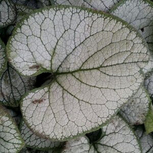 Brunnera macr. 'Silver Heart' geen maat specificatie 0,55L/P9cm - afbeelding 2