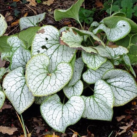 Brunnera macr. 'Silver Heart' geen maat specificatie 0,55L/P9cm - afbeelding 3