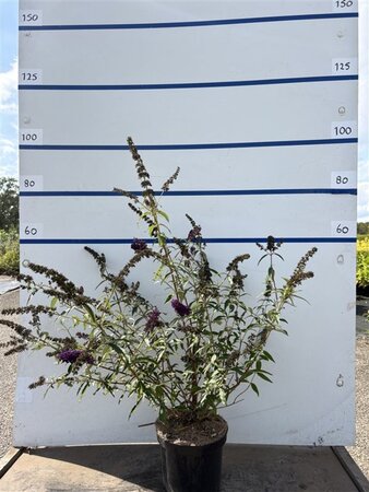 Buddleja d. 'Black Knight' 80-100 cm cont. 7,5L