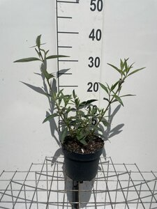 Buddleja d. 'Black Knight' geen maat specificatie cont. 2,0L