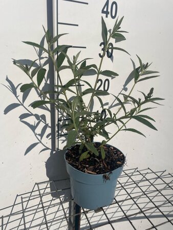 Buddleja d. 'Black Knight' geen maat specificatie cont. 2,0L - afbeelding 2