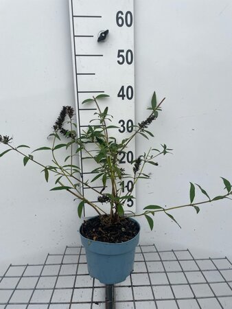 Buddleja d. 'Black Knight' geen maat specificatie cont. 2,0L - afbeelding 3