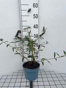 Buddleja d. 'Black Knight' geen maat specificatie cont. 2,0L - afbeelding 3