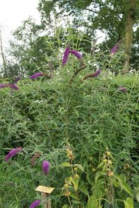 Buddleja d. 'Empire Blue' 80-100 cm cont. 10L
