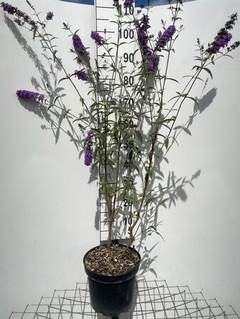 Buddleja d. 'Ile de France' 80-100 cm cont. 7,5L - afbeelding 3