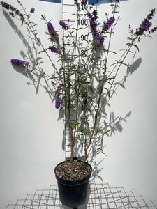Buddleja d. 'Ile de France' 80-100 cm cont. 7,5L - afbeelding 3
