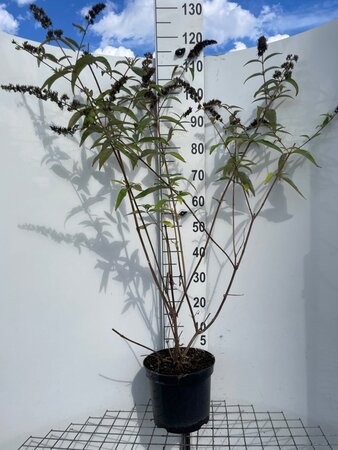 Buddleja d. 'Ile de France' 80-100 cm cont. 7,5L - afbeelding 1