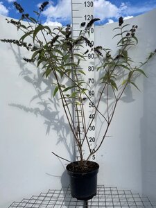 Buddleja d. 'Ile de France' 80-100 cm cont. 7,5L