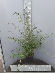 Buddleja d. 'Nanho Blue' 40-50 cm cont. 7,5L