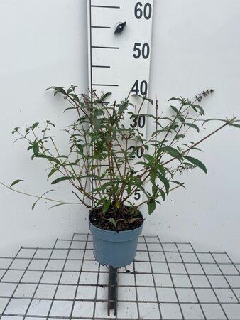 Buddleja d. 'Nanho Blue' geen maat specificatie cont. 2,0L - afbeelding 3