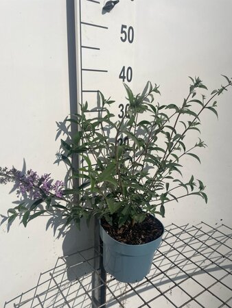 Buddleja d. 'Nanho Blue' geen maat specificatie cont. 2,0L - afbeelding 1