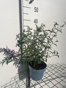 Buddleja d. 'Nanho Blue' geen maat specificatie cont. 2,0L