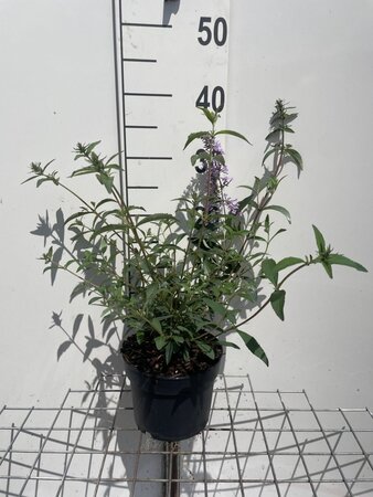 Buddleja d. 'Nanho Blue' geen maat specificatie cont. 2,0L - afbeelding 2